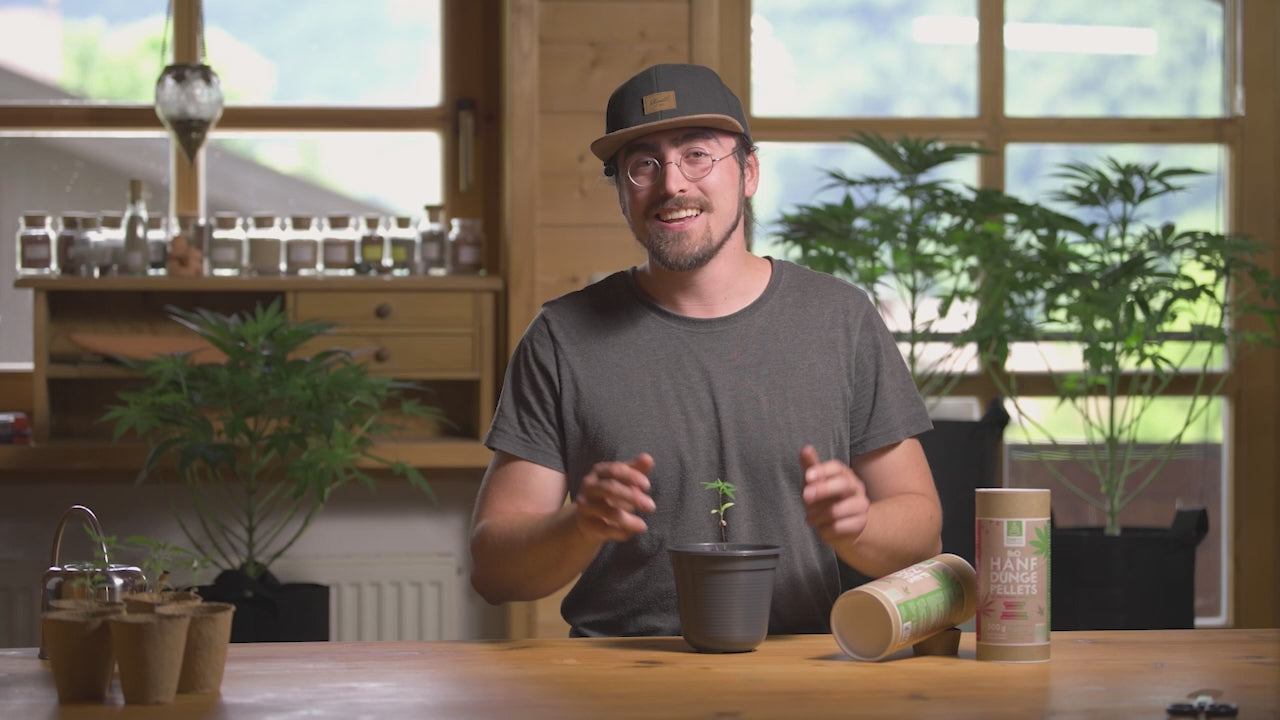 Mann mit Brille präsentiert junge Hanfpflanze und Bio Hanf-Dünge-Pellets auf Holztisch, Hintergrund mit großen Pflanzen.